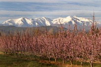 Vista al Canig i presseguers als Aspres