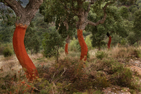 Cork-oak forest