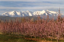 View of the Canigou and peach orchard from the Aspres 